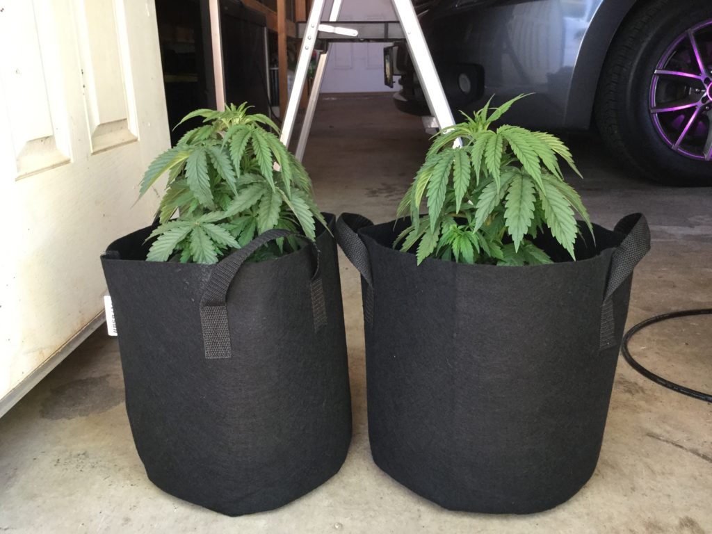 Plant Update week 5