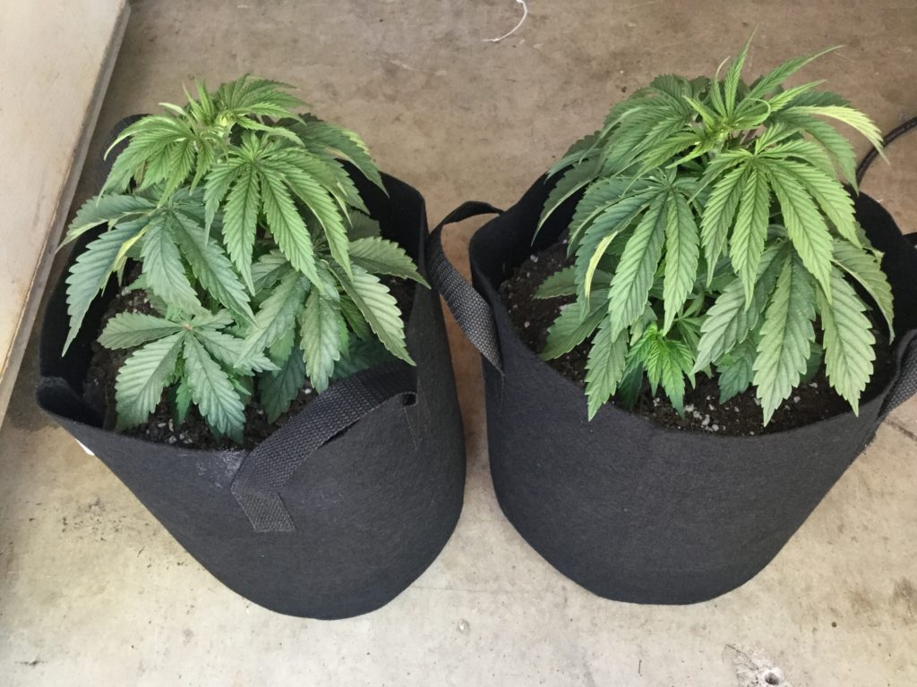 Plant Update week 5